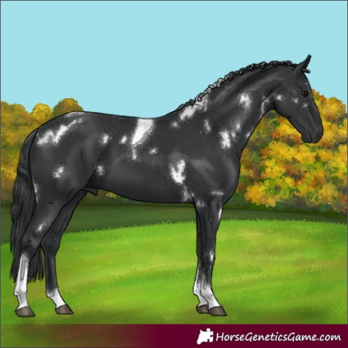 Horse Color:White Spotted Black Tobiano 