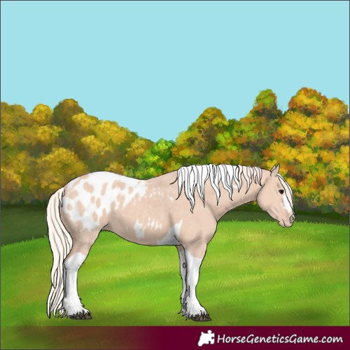 Horse Color:Silver Grullo Tobiano Blanket 