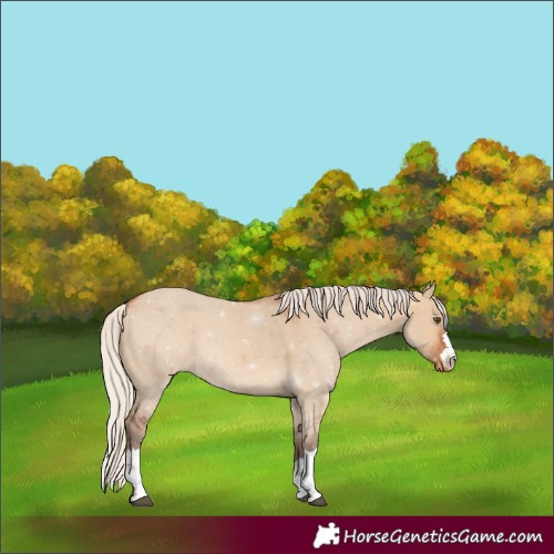 Horse Color:Silver Bay Dun Varnish 