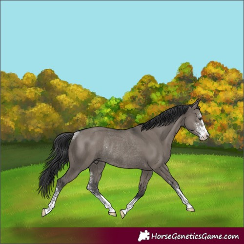 Horse Color:Grullo Sabino Rabicano