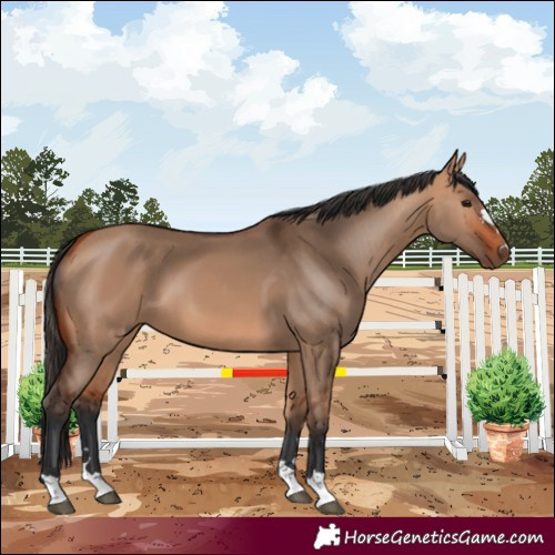 Horse Color:Bay Dun 