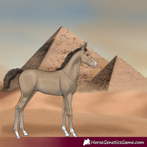 Horse Color:Classic Cream Champagne 