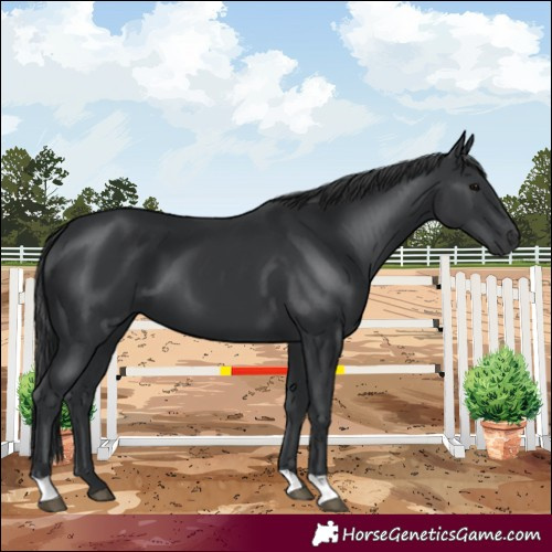 Horse Color:Black 