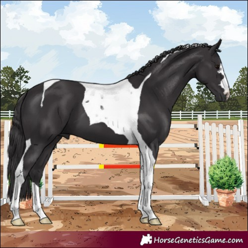 Horse Color:Smoky Black Tobiano