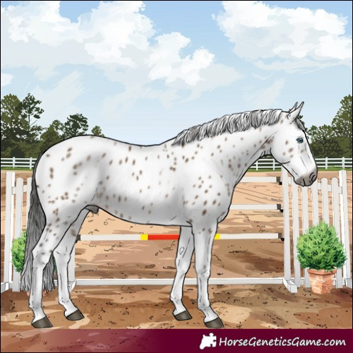 Horse Color:Gray White Spotted Brown Dun Splash Leopard
