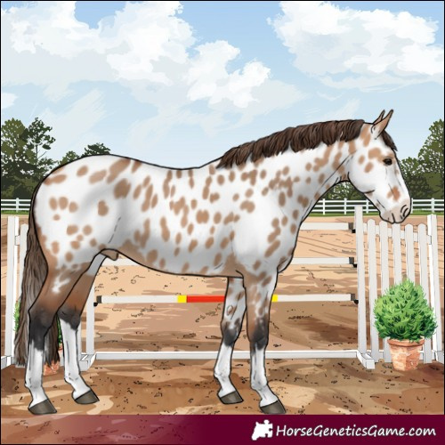 Horse Color:Bay Dun Splash Near Leopard 
