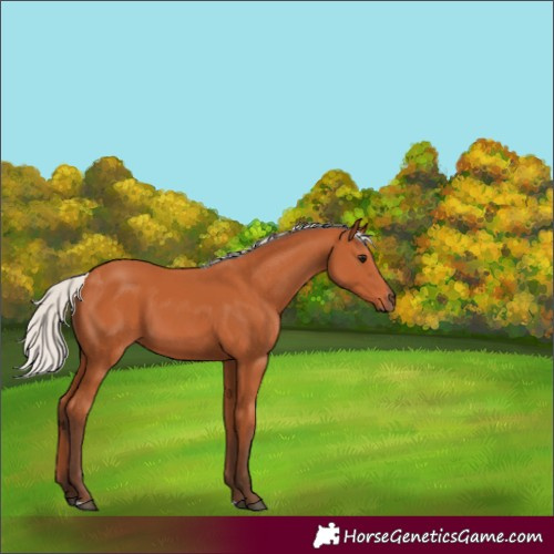 Horse Color:Silver Bay 