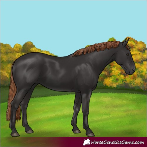 Horse Color:Liver Chestnut Rabicano 