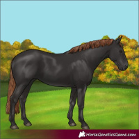 Horse Color:Liver Chestnut Rabicano