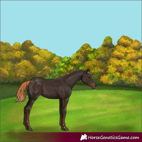 Horse Color:Liver Chestnut Rabicano 
