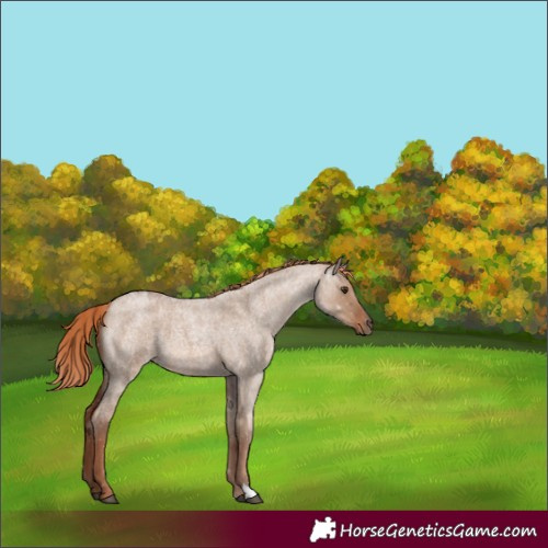 Horse Color:Red Dun Roan