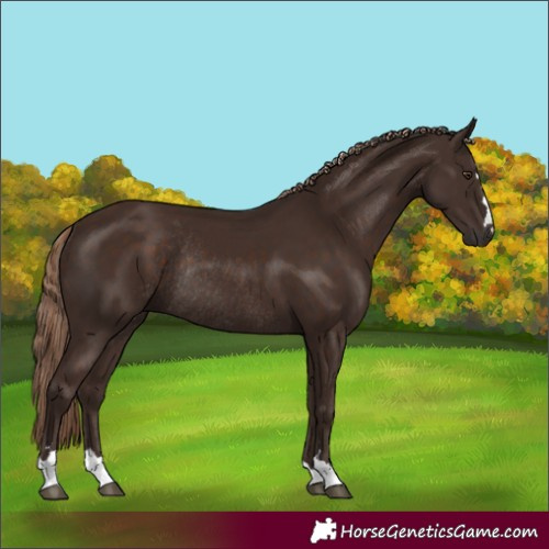 Horse Color:Liver Chestnut Rabicano 