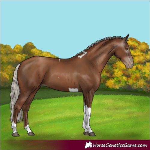 Horse Color:Gray Silver Black Pearl Tobiano