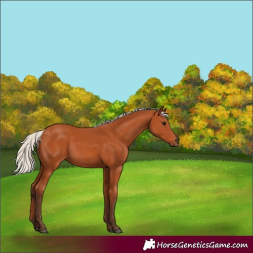 Horse Color:Silver Bay Rabicano 