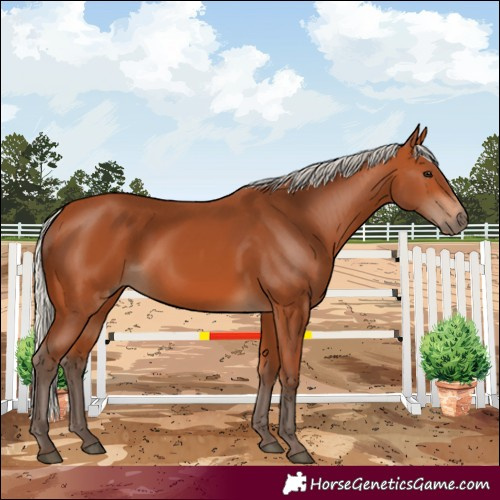 Horse Color:Silver Bay 