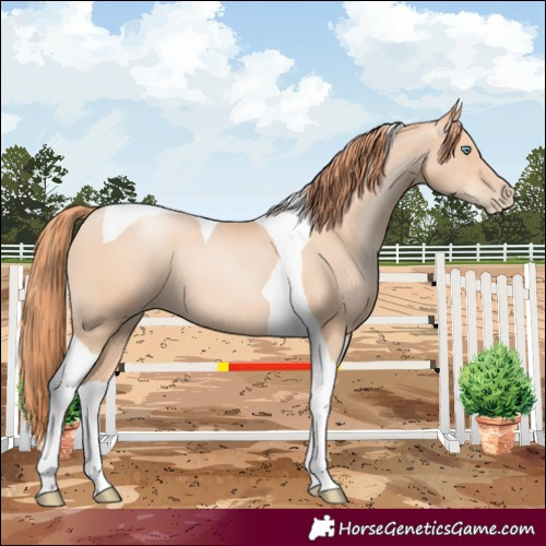 Horse Color:Amber Champagne Pearl Tobiano 