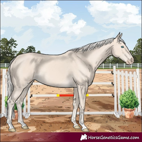 Horse Color:Cremello