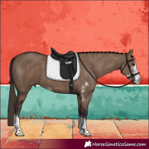 Horse Color:Liver Red Dun Sabino