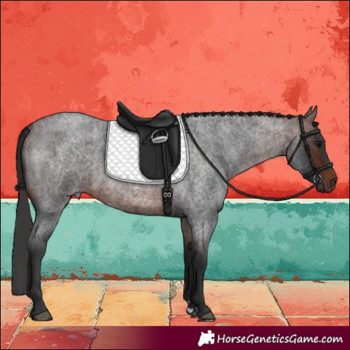 Horse Color:Brown Roan 