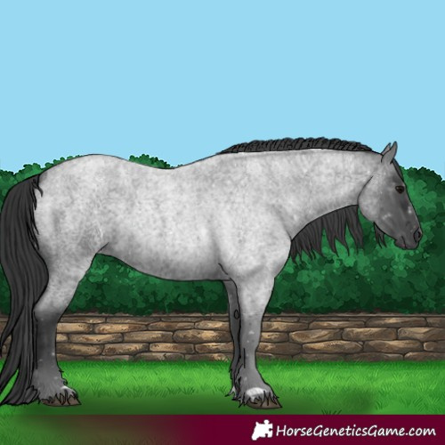 Horse Color:Blue Roan