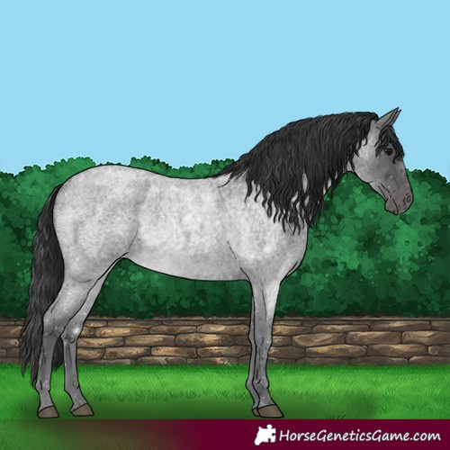 Horse Color:Blue Roan