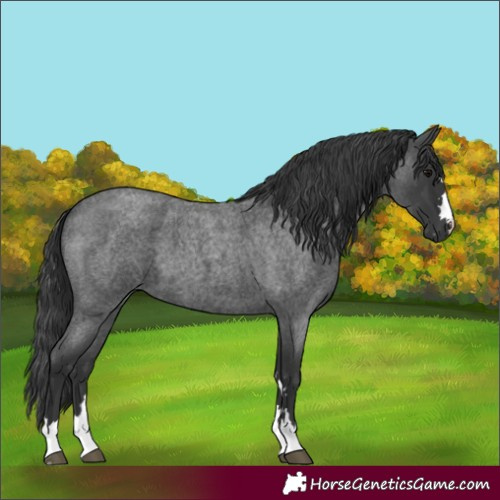 Horse Color:Blue Roan
