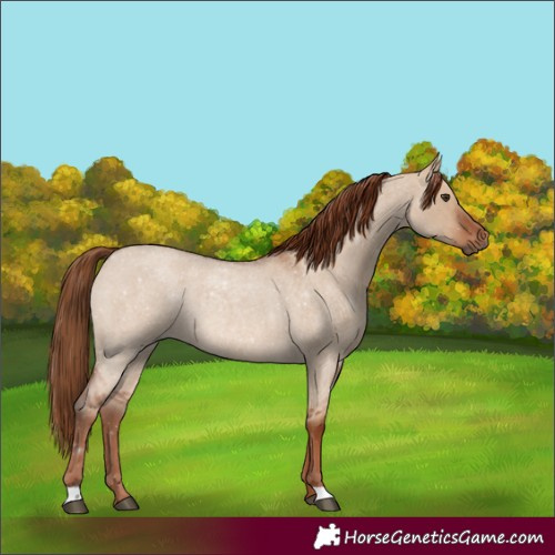 Horse Color:Red Dun Roan