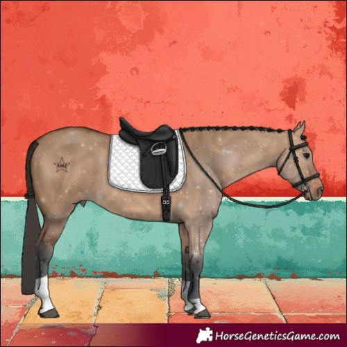 Horse Color:Bay Dun Tobiano 