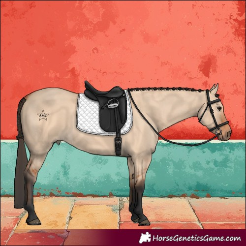 Horse Color:Bay Dun 