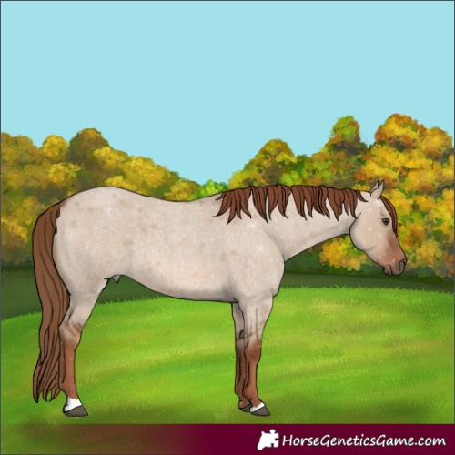 Horse Color:Red Dun Roan 