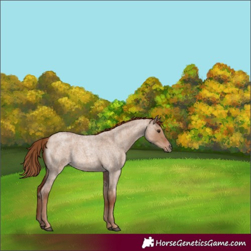 Horse Color:Red Dun Roan 