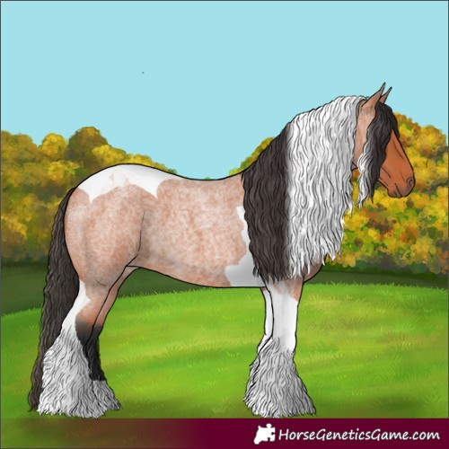 Horse Color:Bay Roan Tobiano