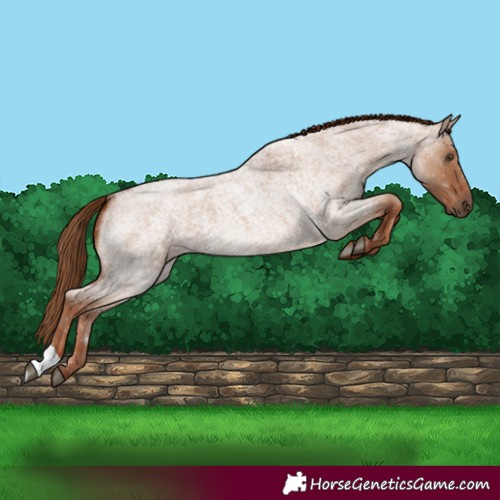 Horse Color:Red Dun Roan
