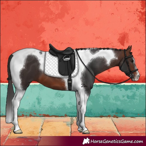 Horse Color:Brown Tobiano