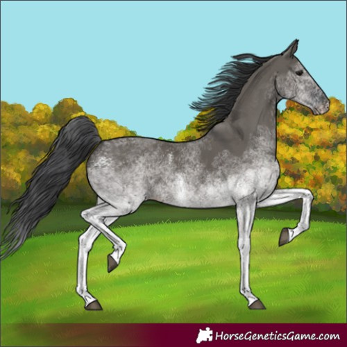 Horse Color:Unknown 