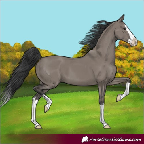 Horse Color:Unknown 