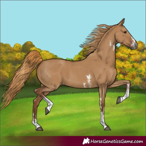 Horse Color:Unknown 
