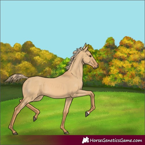 Horse Color:Red Dun