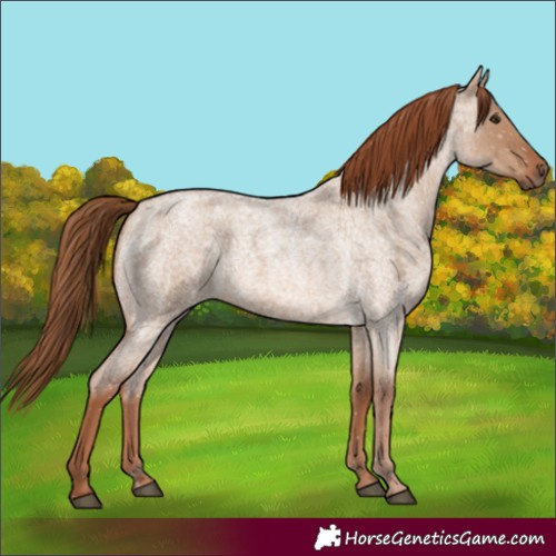 Horse Color:Red Dun Roan 