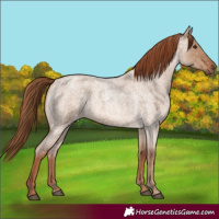 Horse Color:Red Dun Roan