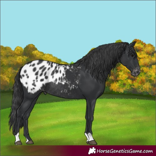 Horse Color:Black Blanket Rabicano