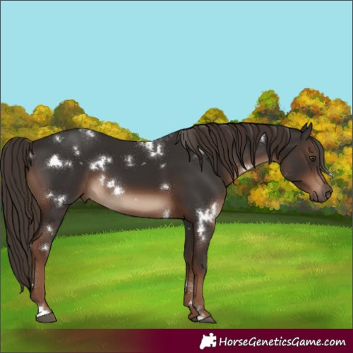 Horse Color:White Spotted Liver Chestnut 