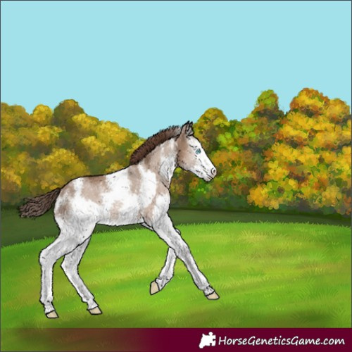 Horse Color:Liver Red Dun Sabino Splash Rabicano 