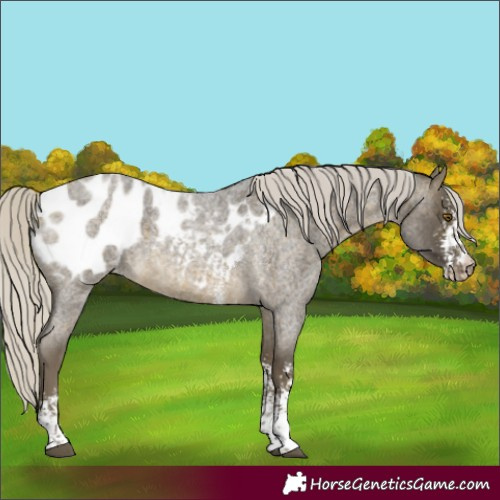 Horse Color:Silver Buckskin Roan Sabino Blanket 