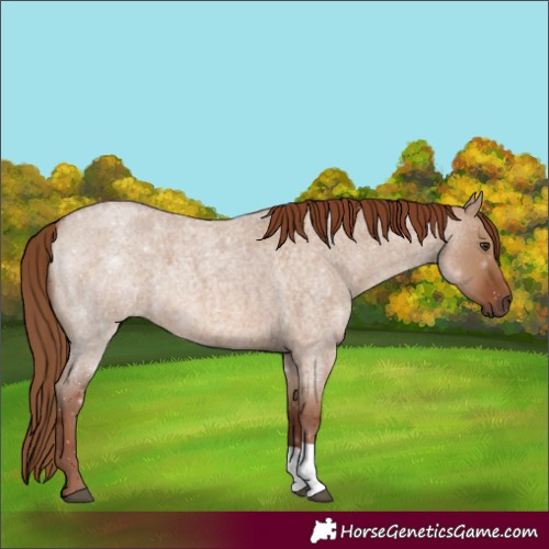 Horse Color:Red Dun Roan 