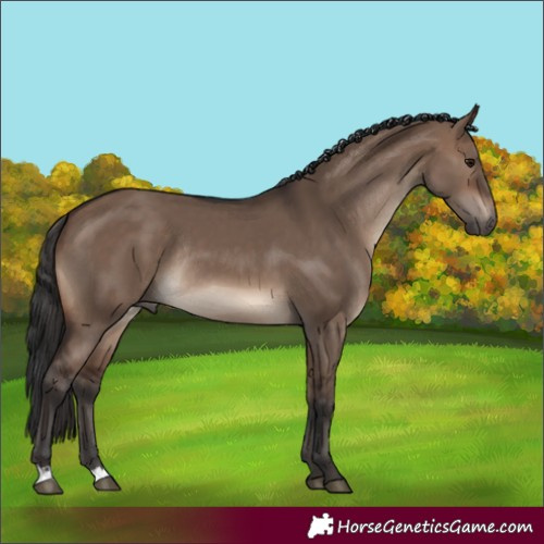 Horse Color:Brown Dun Rabicano 