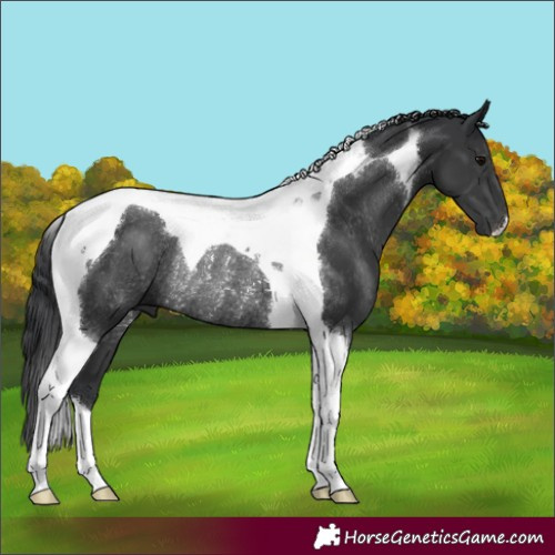 Horse Color:Black Tobiano Rabicano