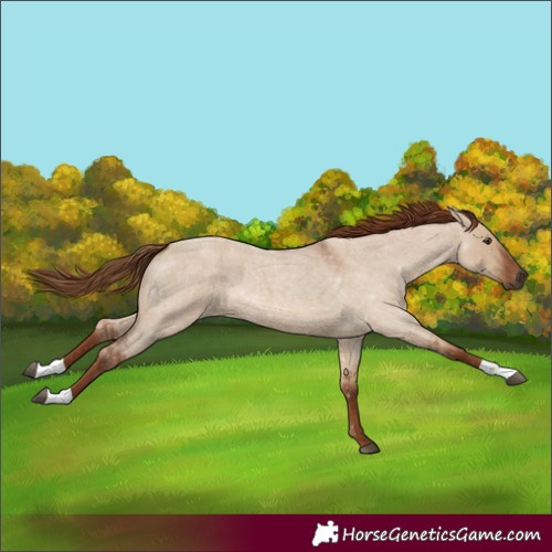Horse Color:Red Dun Roan