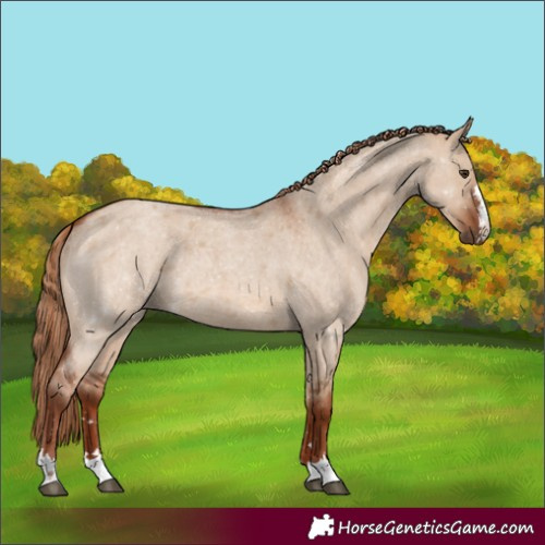 Horse Color:Red Dun Roan 