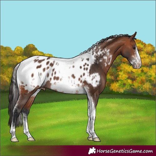 Horse Color:Bay Sabino Tobiano Frame Near Leopard 
